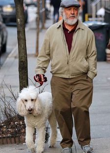 Dustin Hoffman as Harold out walking with poodle Bruno in The Meyerowtiz Stories. Bruno has won the Palm Dog award. Harold is hospitalised after a head injury he received while walking the poodle (“You should see the other dog,” his character jokes).